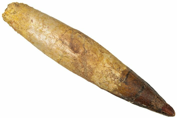 Fossil Spinosaurus Tooth - Near Complete Root! #312967